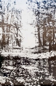 abc 2015_11. Lichtung